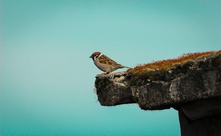 Sparrow sits on the dirty roof. Blue background.の写真素材