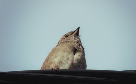A small sparrow sits on an electric cable.の写真素材