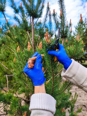 woman with gloves cuts pine seeds from a pineの写真素材