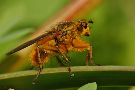 Macro fly