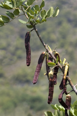 Mature brown carobs on the tree on green backgroundの写真素材