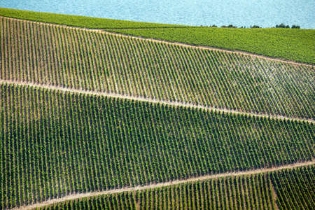 New vineyards of Plavac mali grape in southern Dalmatia near Peljesac peninsula in Croatiaの写真素材