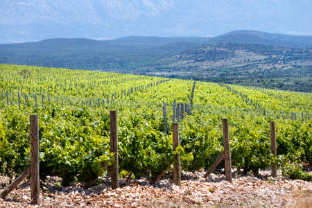 Green plantation of new vineyard on island Brac in Croatiaの写真素材