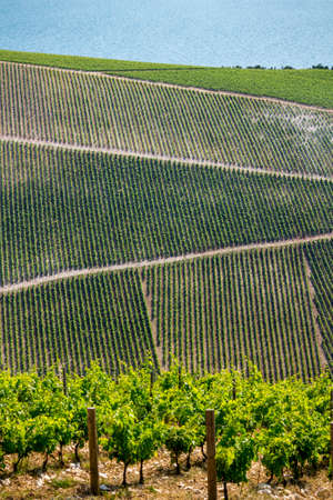 New vineyards of Plavac mali grape in southern Dalmatia near Peljesac peninsula in Croatiaの写真素材
