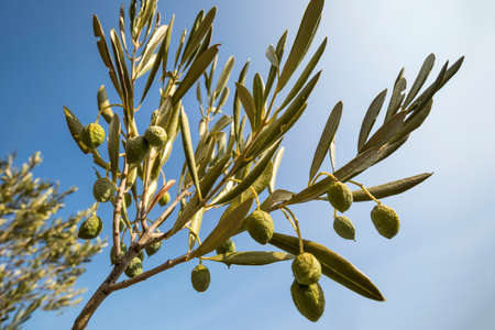 Olive branch with wrinkled dry olive fruits suffering of droughtの写真素材
