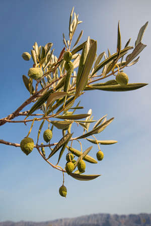 Olive branch with wrinkled dry olive fruits suffering of droughtの写真素材