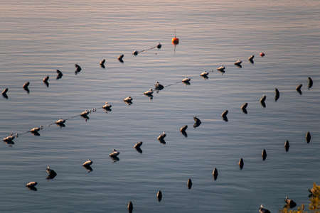 Buoys on stripes in shellfish farm on coast of Brac island in Croatia