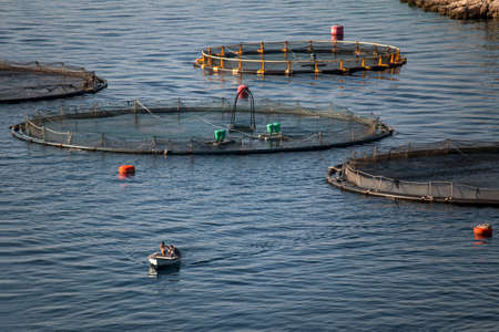 Feeding fish in cages from little boat on fish farm in bay on island Brac in Croatiaの写真素材