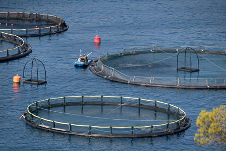 Feeding fish in cages from little boat on fish farm in bay on island Brac in Croatiaの写真素材