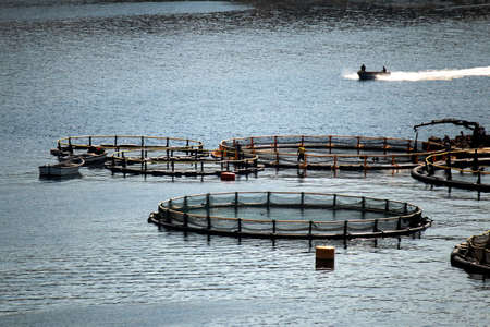 Rounded cages for breeding of sea bream and sea bass on fish farming in south east of island Brac in...