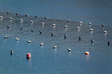 Buoys on stripes in shellfish farm on coast of Brac island in Croatiaの写真素材
