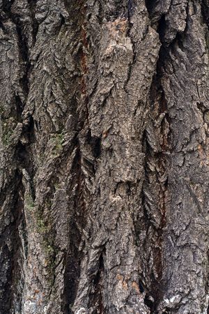 old decayed wood