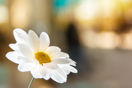 White Flowers in beautiful light with city scene on backgroundの写真素材