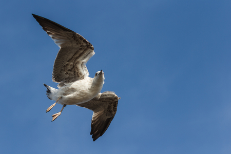 Seagull flying on blue sky and looking into cameraの写真素材