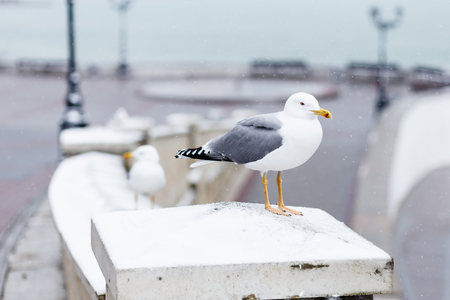 Gull is sitting on the snow in city a winter dayの写真素材