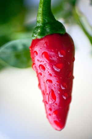 Hot pepper tip downの写真素材