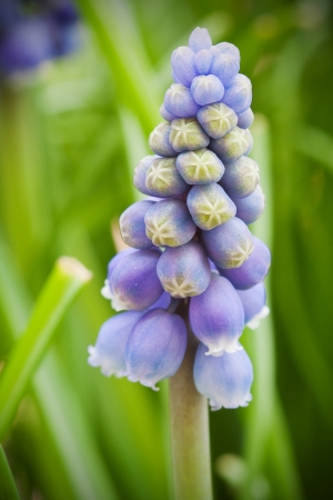 Muscari armeniacumの写真素材