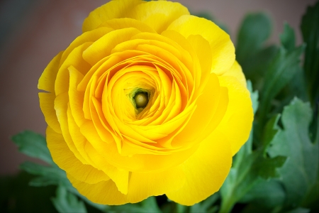 Ranunculus asiaticusの写真素材
