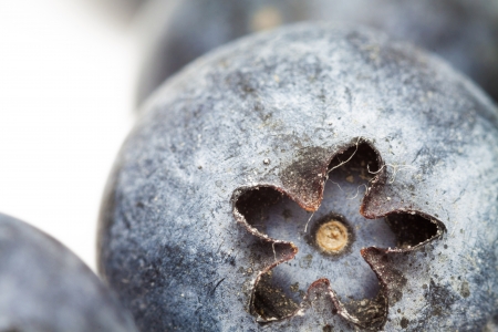 Blueberry - focus out the flowerの写真素材