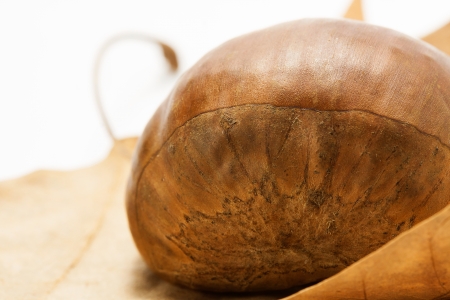 Chestnut macroの写真素材