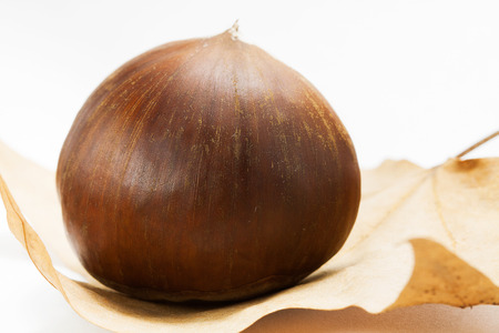 Chestnut  on the leaf の写真素材