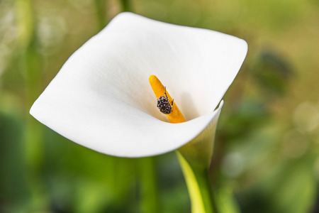 Calla Lily with bug on spadixの写真素材