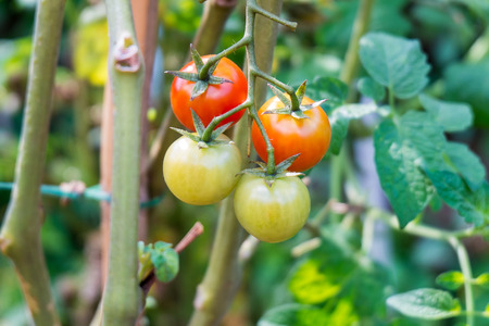 Tomatoes growing in a greenhouseの写真素材