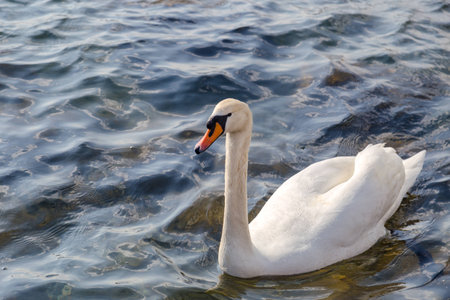 Swan in the waterの写真素材