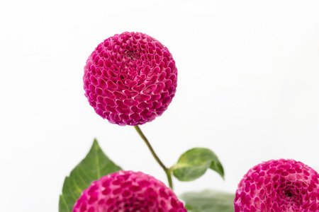 Purple dahlias - white backgroundの写真素材