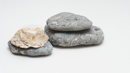 Seashells and stones on white background
