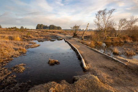 A footpath or trail goes through and over a small pond in the New Forest. Subtle blue sky and light cloud give a natural feelの写真素材