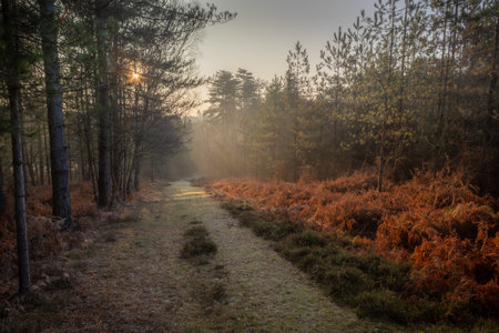 A misty winter morning in the New Forest. A footpath leads down through the trees into the distance and sunlight streams through the trees lighting the brackenの写真素材