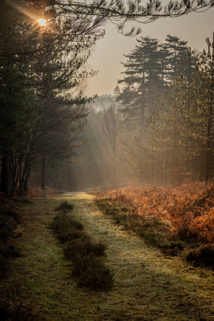 A misty winter morning in the New Forest. A footpath leads down through the trees into the distance and sunlight streams through the trees lighting the brackenの写真素材