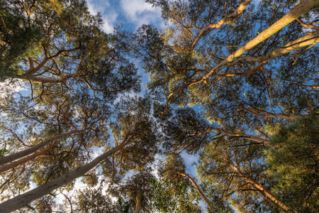 A group of pine trees from below looking straight up in the New Forest Hampshire UK