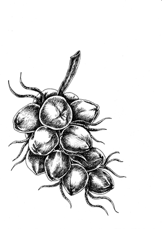 Hand drawing coconutの写真素材