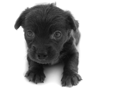 Close up baby dirty dog black color on white background, selective focusの写真素材