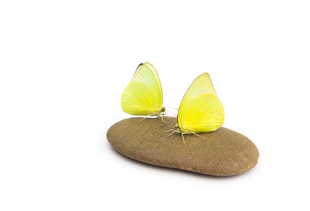 Yellow butterfly on stone with white backgroundの写真素材