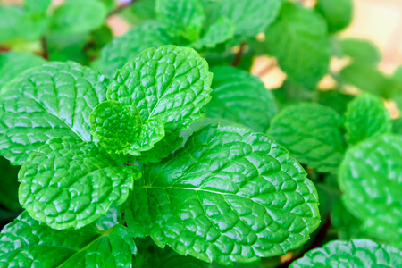Closeup fresh pepper mint plant at the natureの写真素材