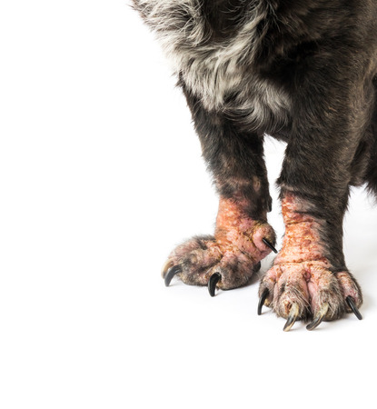 Closeup legs of dog sick leprosy skin problem with white background, selective focusの写真素材