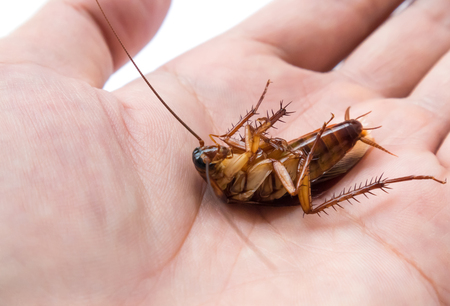 Closeup cockroach on hand for Insecticide product concept, selective focusの写真素材