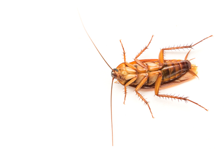 Closeup cockroach on white background for Insecticide product concept, selective focus