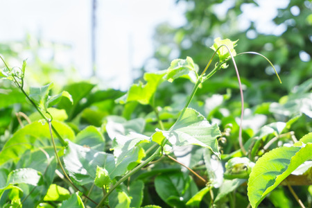 Green leaves and brace of passion fruit with sun lightの写真素材