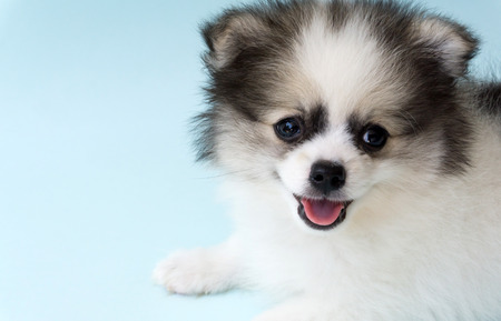 Closeup face of puppy pomeranian age 2 month with light blue background, dog healthy conceptの写真素材