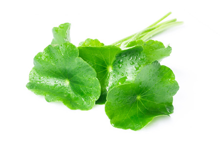 Closeup leaf of Gotu kola, Asiatic pennywort, Indian pennywort on white background with water drop, herb and medical concept, selective focusの写真素材
