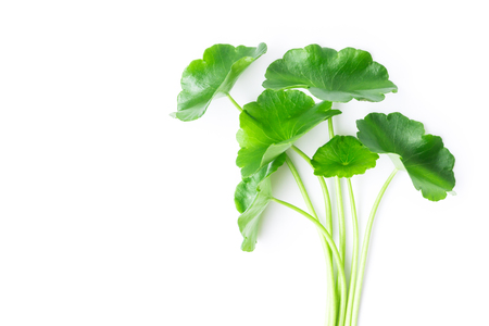 Closeup leaf of Gotu kola, Asiatic pennywort, Indian pennywort on white background with water drop, herb and medical concept, selective focusの写真素材