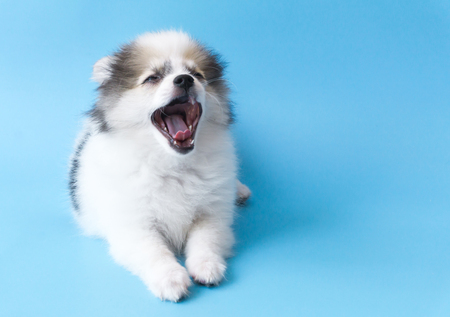 Closeup face of puppy pomeranian yawning with light blue background, dog healthy conceptの写真素材