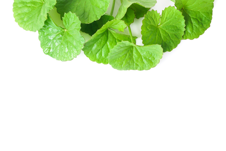 Closeup leaf of Gotu kola, Asiatic pennywort, Indian pennywort on white background, herb and medical concept, selective focusの写真素材