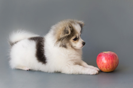 Closeup cute pomeranian dog eating red apple on grey background, pet health care conceptの写真素材