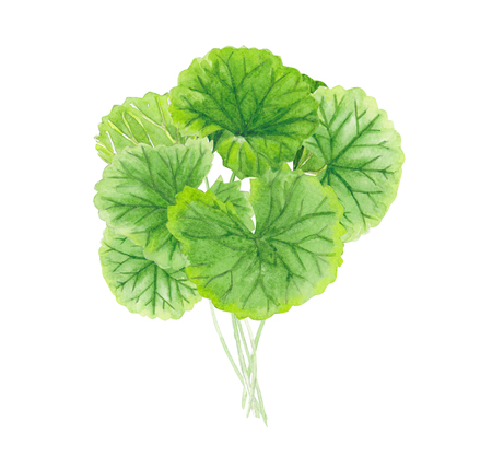Gotu kola leaf watercolor illustration on white background, health care and medical conceptの写真素材