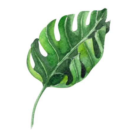Set of Green monstera tropical leaves watercolor illustration, isolated on white backgroundの写真素材